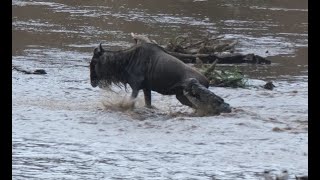 The Great Migration, Maasai Mara Sep 2023