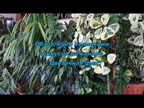 Video: Ficus Binnendijka: үйдө кам көрүү