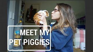 MEET MY PET PIGGIES