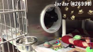 Video for Tupperware by CharlottesvilleSPCA 55 views 9 years ago 1 minute, 11 seconds