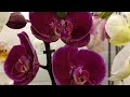 Красивые орхидеи в магазине Цветы для Вас Барнаул