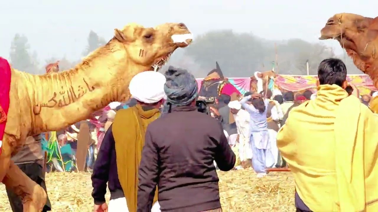 میچ شروع ہونے سے پہلے ہی  اونٹ بھاگ گیا بہت مشکل سے پکڑا