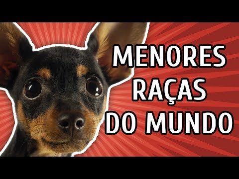 Vídeo: As Menores Raças De Cães