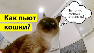 Как пьют кошки - лакают языком вперед или назад?! Как пьют кошки - лакают языком вперед или назад?!