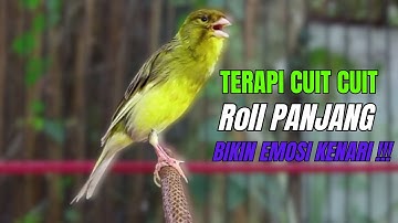SUARA BURUNG Kenari GACOR PANJANG INI Cocok untuk Masteran KENARI PAUD dan Kenari Macet BUNYI