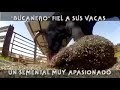 Bucanero Fiel a Sus Vacas, Un Semental Muy Apasionado