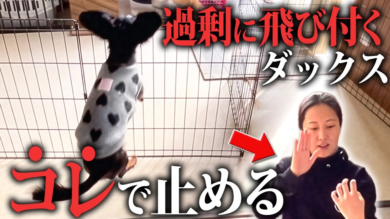 吠えに繋がる興奮は正しく“伏せ”ができれば止められます。