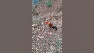 gà rừng đi chơi 🏕về. qaib qus pom pob ntsuag tob tiag tiag