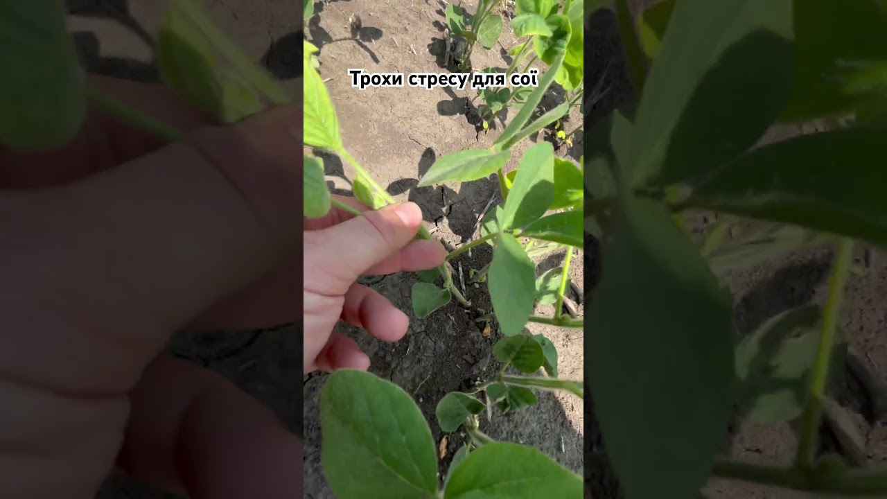 Стрес для сої 🌱🌱🌱