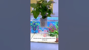 Giỏ thủy canh dùng cho bể cá làm sạch nước một cách tự nhiên #aquatic #shorts