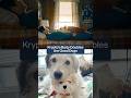 Meet Krypto's Stand In Actor From Superman 2025