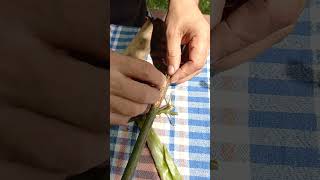 Baston Gül Üzerine Farkli Gül Çeşi̇tlendi̇rme.