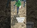 Corn Planting Technique Maisan