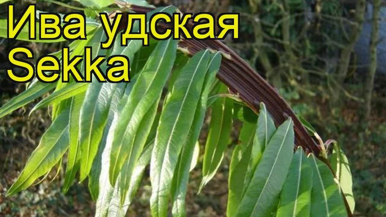 Листья и цветы сорта Ива Секка