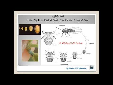 فيديو: الذبابة الحجرية للحشرات: الصورة والوصف والموئل وخصائص التربية
