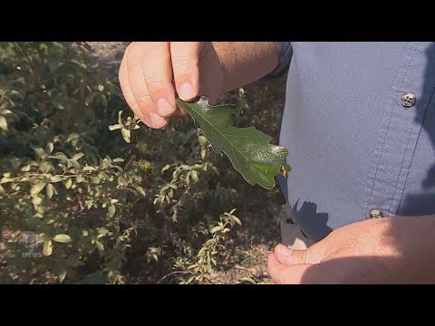 Video: Træblade, der drypper saft: Information om behandling af træbladlus