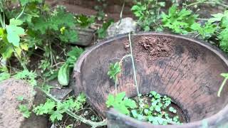 Bitter Gourdampalaya Happy Marami Ng Bunga Ng Tanim Ko.