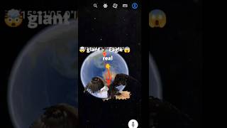 I found real life to see 👉 Giant Eagle🦅😱🤯 google 🌍map Earth 🧐search
