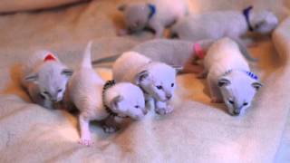 Video of Bluebelle's Kittens Nov 2014