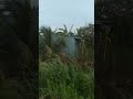 Ở quê tôi khi đến mùa lúa chín rice fields harvest #ricefield  #mualuachin #quehuong #binhyen