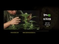 A.M.S. - Green House Grow Sessions