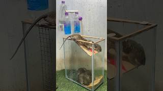 Best Mouse Trap Idea/Creative Mouse Trap At Home #Mousetrap #Rat