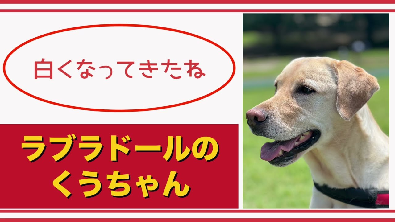 【#ラブラドール  】白くなってきたね【#labradorretriever    】
