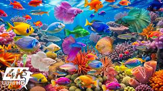Beautiful Tropical Fish 4K 🐬 Exotic Sea Animals & Calm Music for Deep Relaxation screenshot 4
