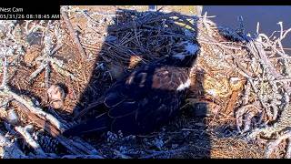 5/31/2026 OBC Osprey: Floppy fish sends chick #2 flying