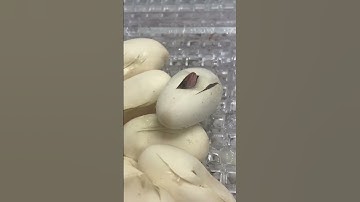 This tiny baby snake is hatching! #shorts #snake #small #hatching #foryou #reptiles #cute #pets #fyp