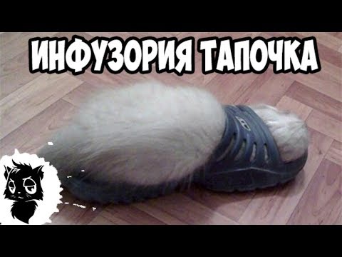 Сильные приколы с котами [Черный кот]