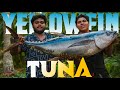 35kg giant yellowfin tuna  whole tuna grilled  charcoal tuna 