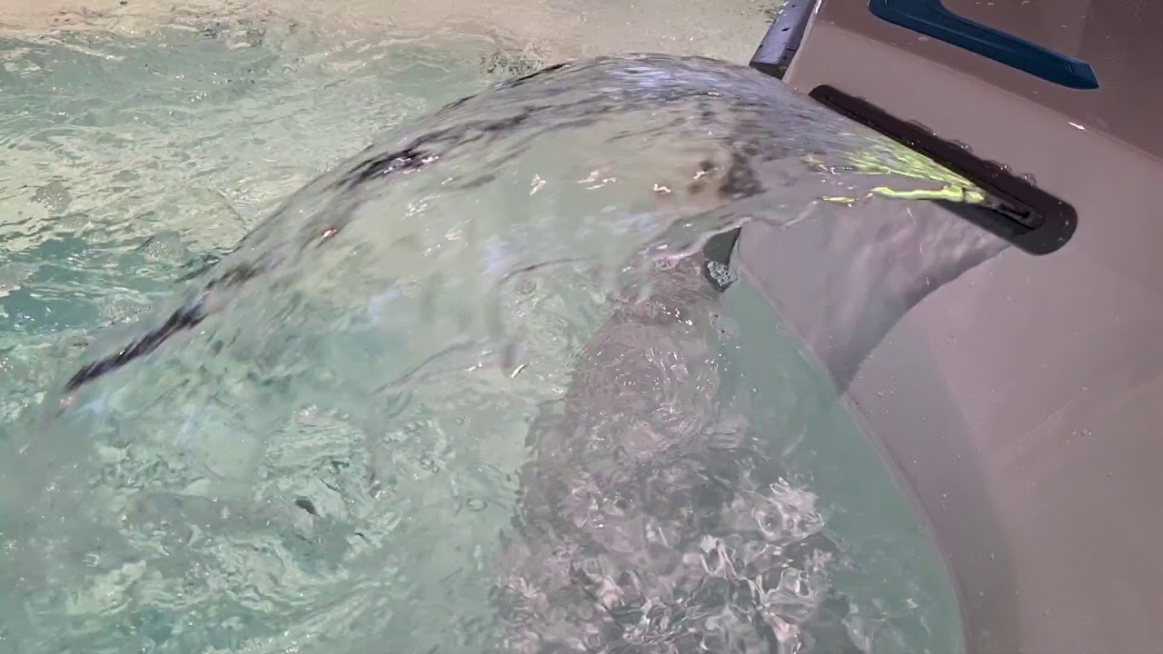 Système de Fitness E500 - ENDLESS POOLS - Pool And Co