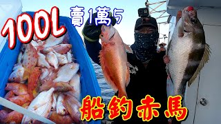 56百1斤的魚瘋狂拉上船船釣赤鯮馬頭魚勝豐海釣船