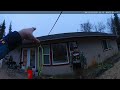 Idiot shoots and KILLS moose trying to scare it away