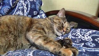 2024 夏のいろいろ