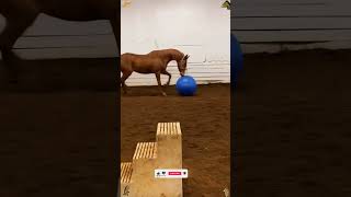 I Wasnt Ready For This Horse Reaction