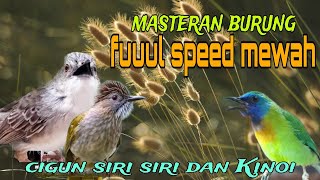 Masteran fuul speed mewah ❗ cigun siri siri dan Kinoi 🔥