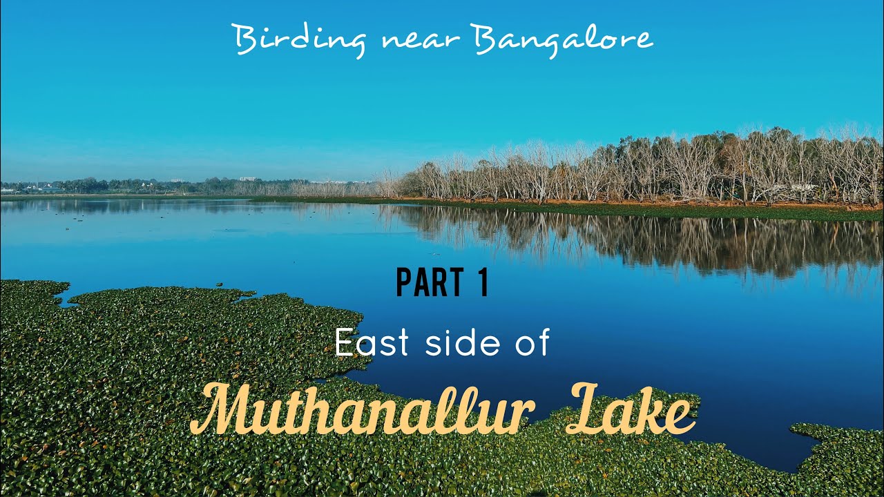 Muthanallur Lake - Part 1 || East side of Muthanallur Lake Bangalore || Bird watching Karnataka