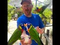 Holding Larakeat Birds #shorts #shortsfeed #birds