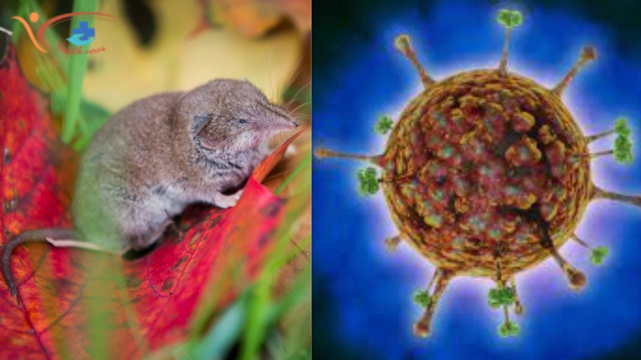 New Langya virus infects dozens in eastern China Study