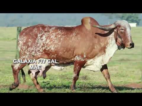 LOTE 23   OBSERVADORA FIV CAL   0390BN