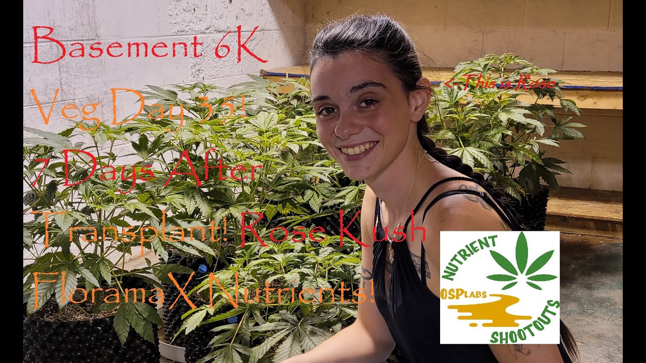 Day 35 From Seed! FloramaX Nutrients - Rose KUSH 7 Day From Transplant!