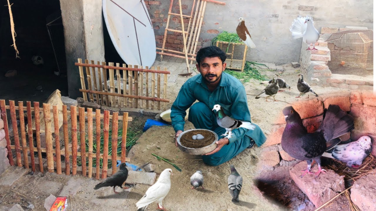 Humaray Kabutaro Ne eggs Da dye 🥹