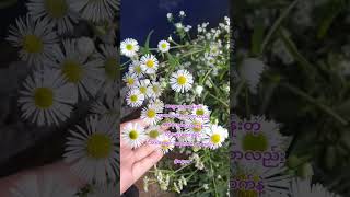 တစ်စုံတစ်ယောက်နဲ့ လွဲချော်သွားခဲ့ရင်အာဏာရှင်ဆန်လာတတ်တယ်။ #ဂန္ဓမာ #foryou #fyp #poem #yangon #feel