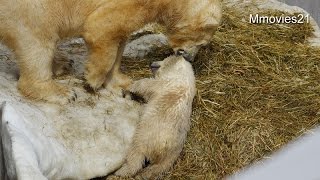 Polar Bear play on the straw〜引きずられるホッキョクグマの赤ちゃん