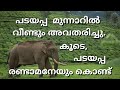 പടയപ്പ മൂന്നാർ ടൗൺ കീഴടക്കി .തന്റെ പിൻഗാമിയേയും കൊണ്ട് | Elephant attack on Munnar|#Munnar Tourism|