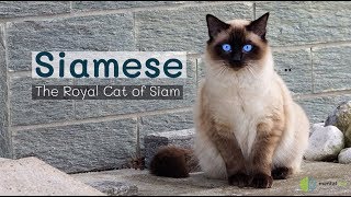Siamese - The Royal Cat of Siam
