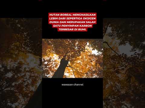 Video: Apa itu hutan subarktik?