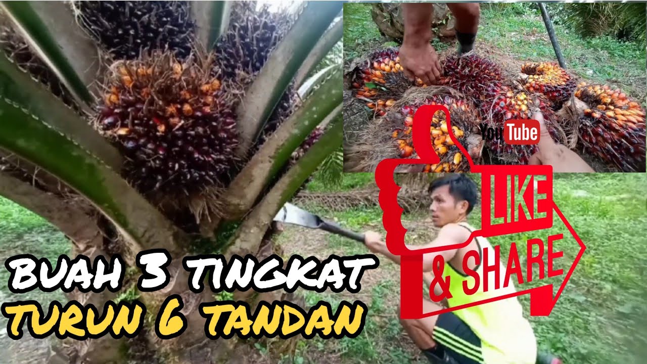 Panen sawit Full Buah 6 tandan perpohon